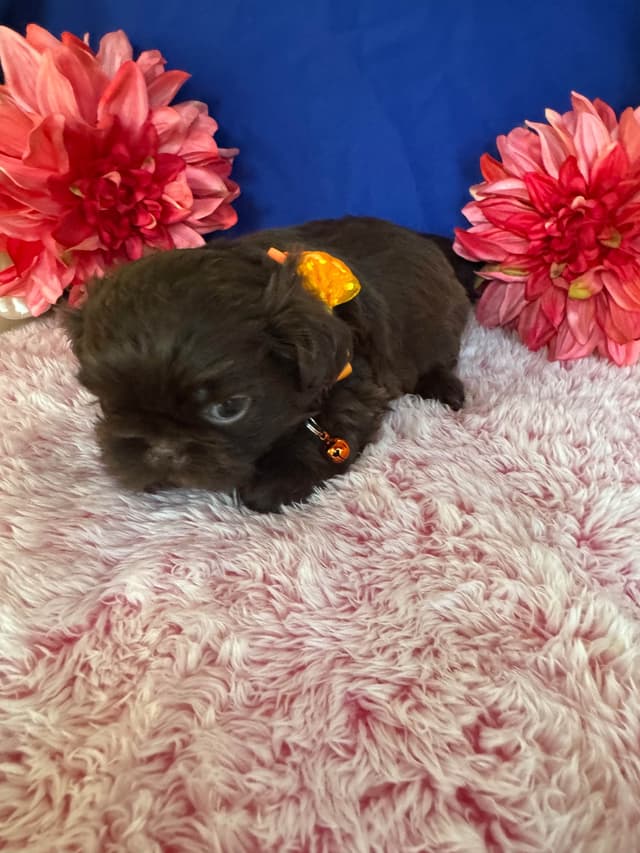 Shih Tzu Puppies media 15