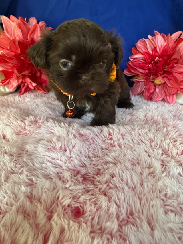 Shih Tzu Puppies media 14