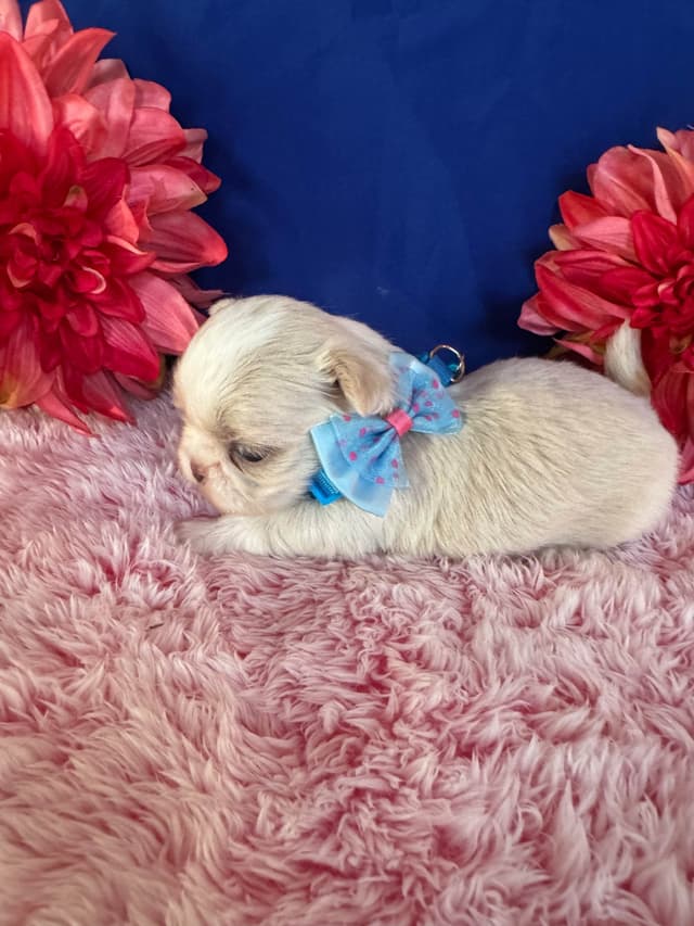 Shih Tzu Puppies media 2