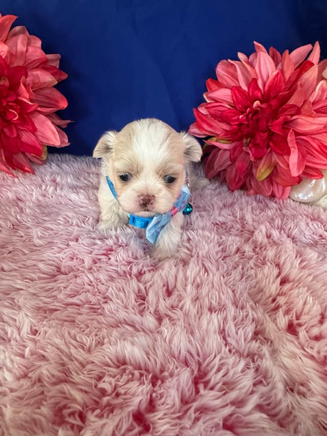 Shih Tzu Puppies media 3