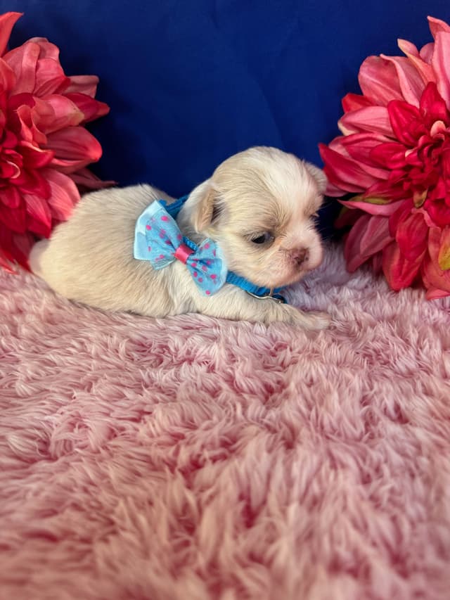 Shih Tzu Puppies media 5