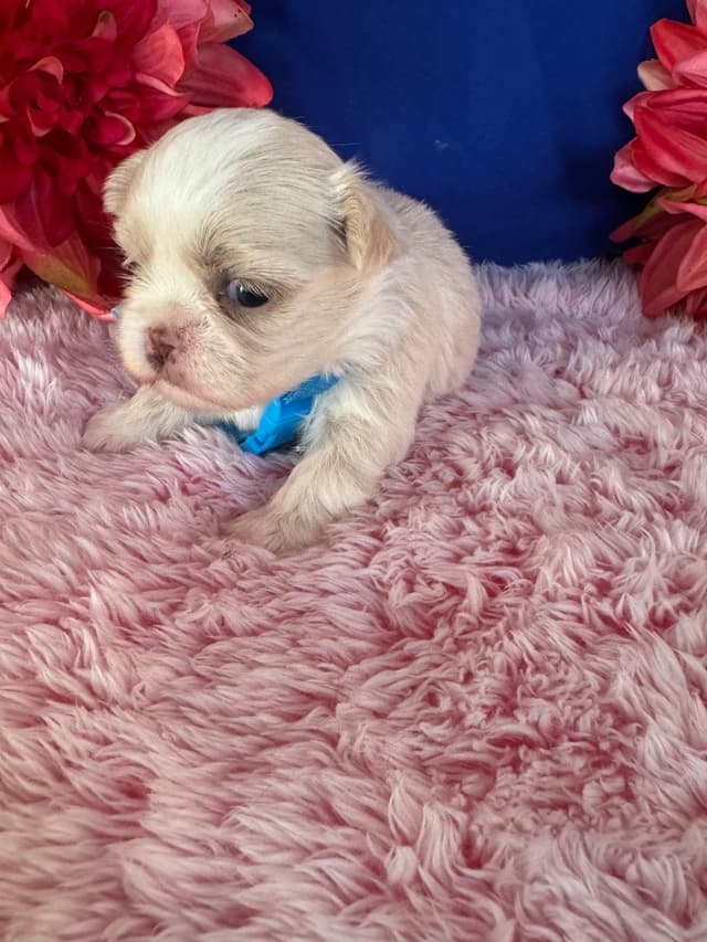 Shih Tzu Puppies media 4