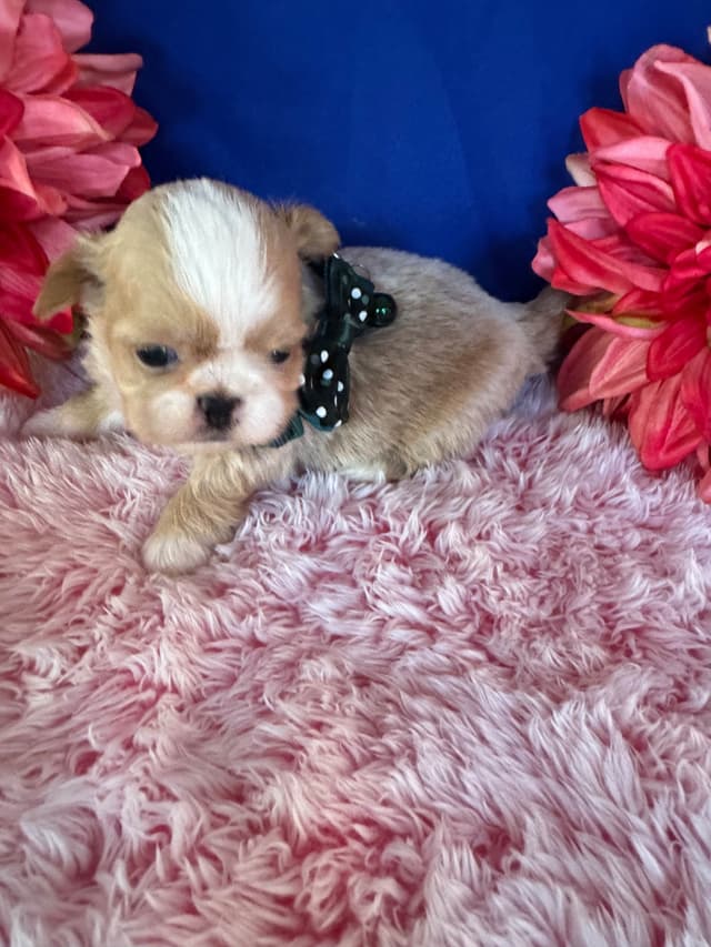 Shih Tzu Puppies media 6