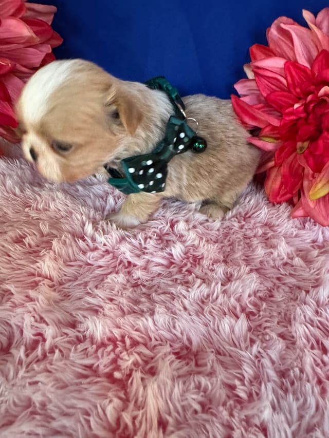 Shih Tzu Puppies media 7