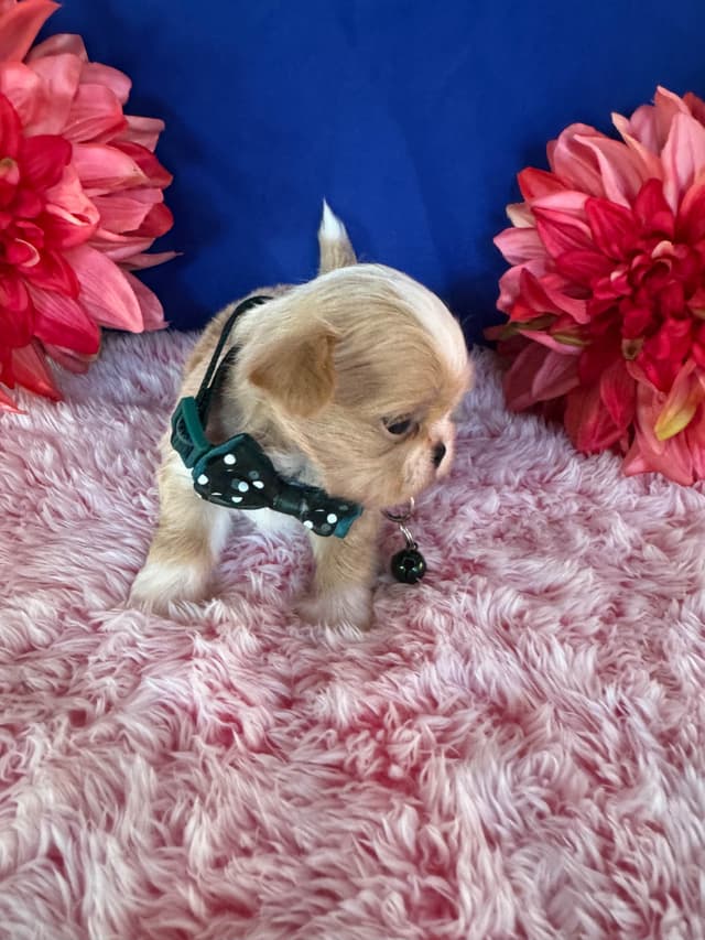 Shih Tzu Puppies media 8