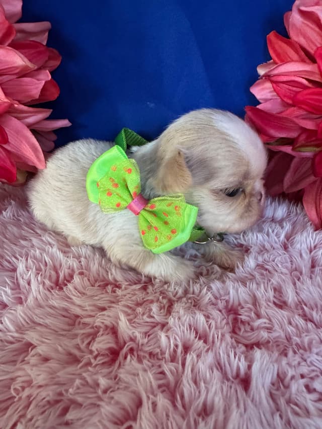 Shih Tzu Puppies media 10