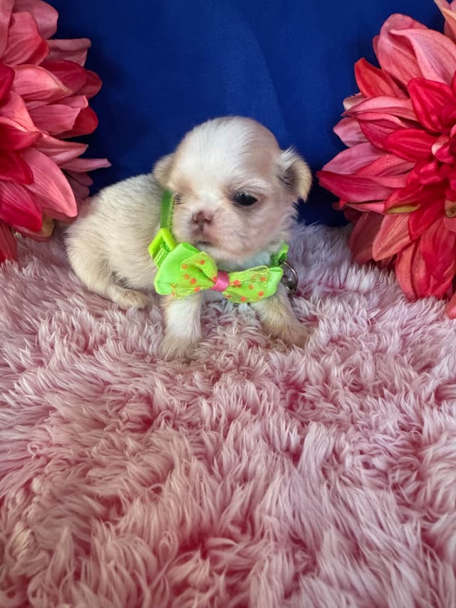 Shih Tzu Puppies media 13