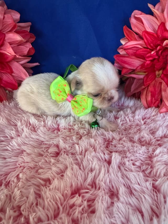 Shih Tzu Puppies media 12