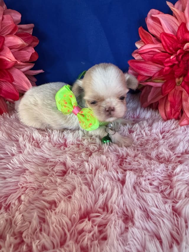 Shih Tzu Puppies media 14