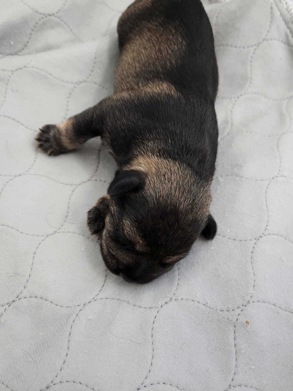 Miniature Schnauzer Puppies breeder image 2