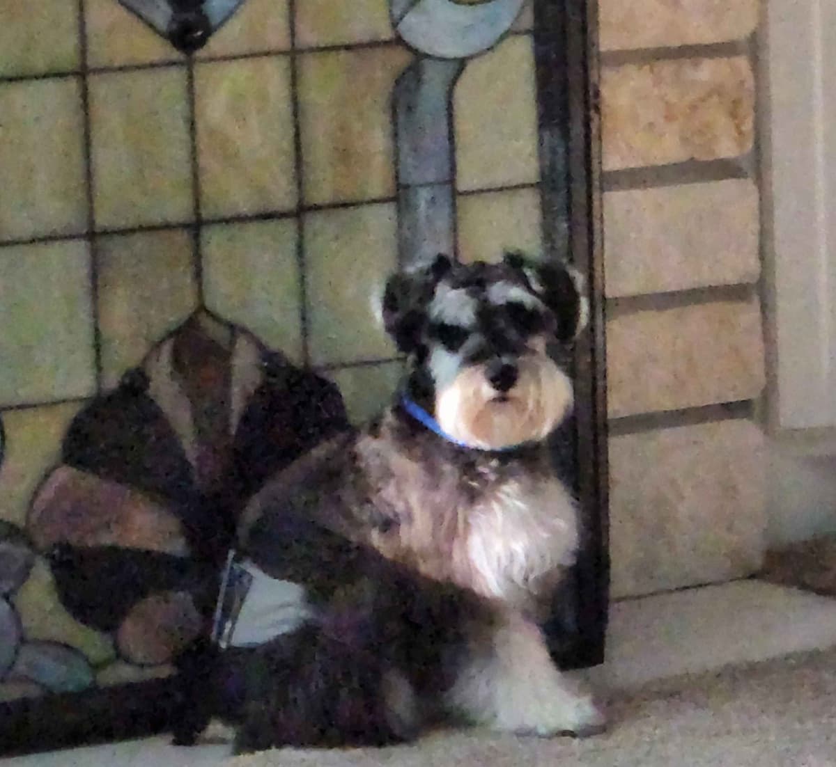 Miniature Schnauzer Puppies breeder image 1