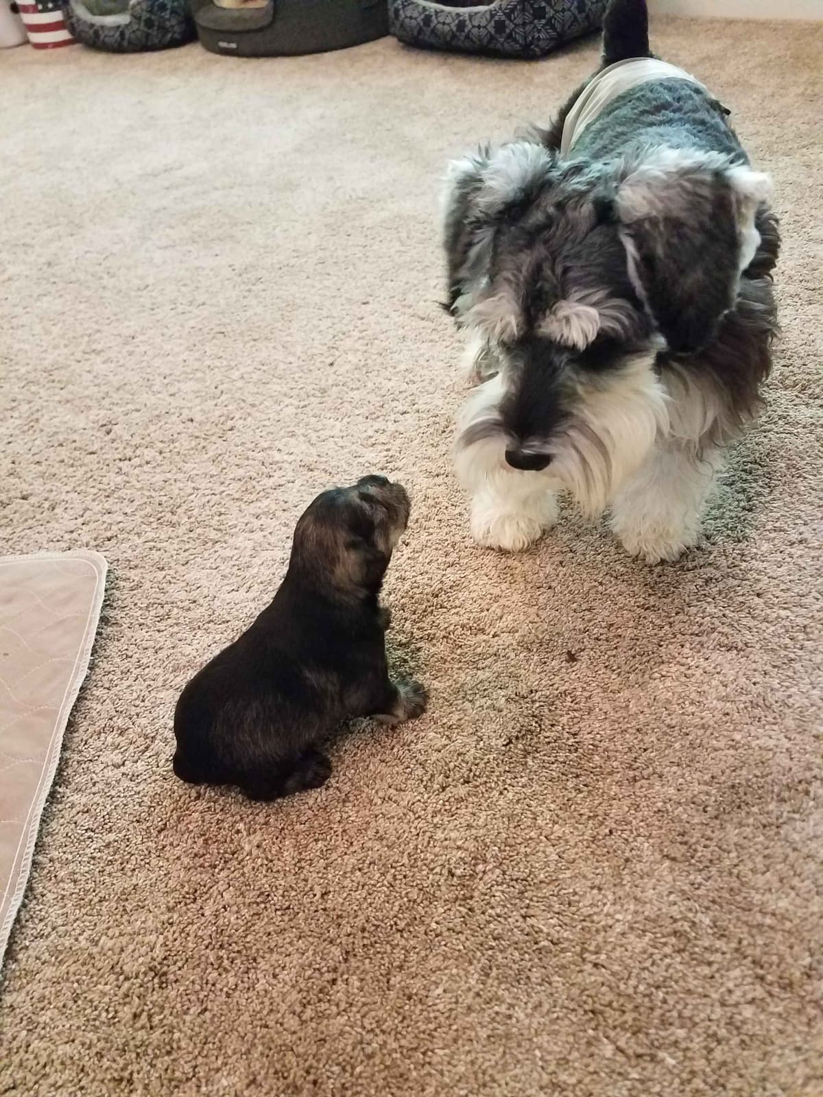 Miniature Schnauzer Puppies breeder image 3