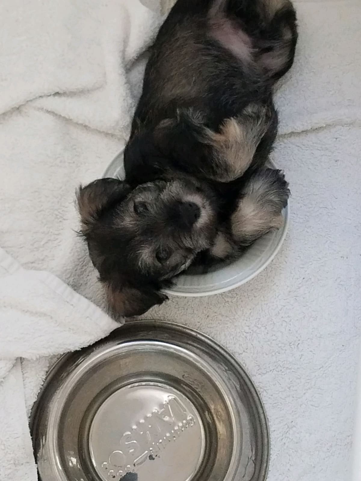 Miniature Schnauzer Puppies breeder image 4