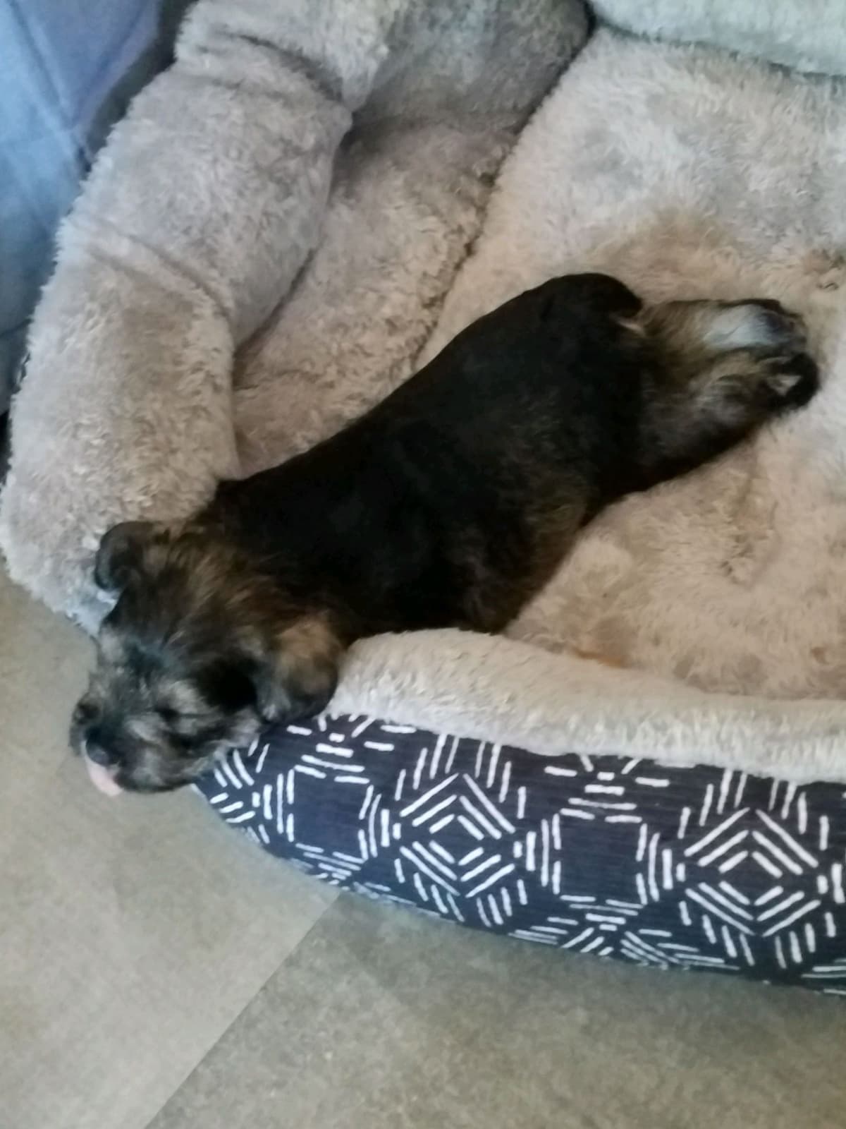 Miniature Schnauzer Puppies breeder image 5