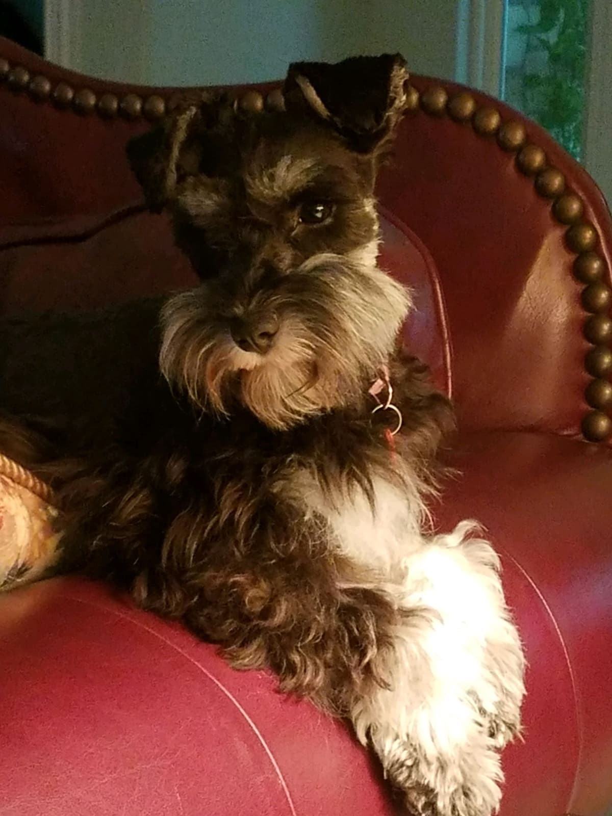Miniature Schnauzer Puppies breeder image 6