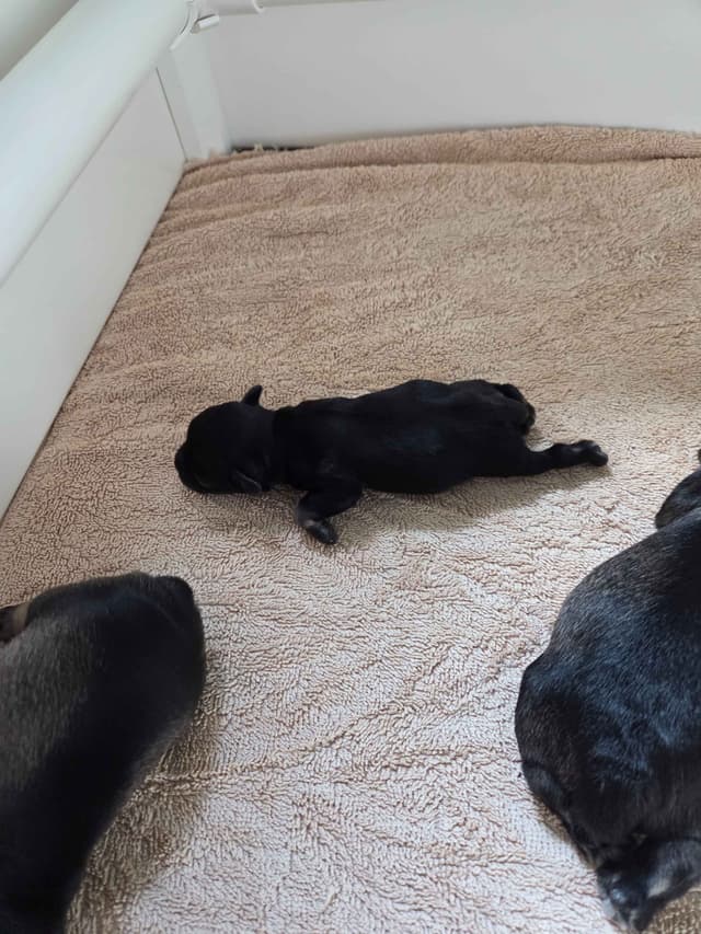 Miniature Schnauzer Puppies media 2