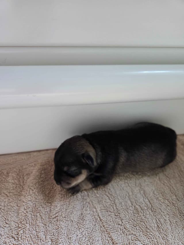 Miniature Schnauzer Puppies media 3