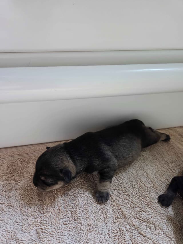 Miniature Schnauzer Puppies media 4