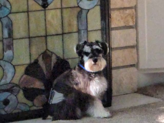 Miniature Schnauzer Puppies media 6