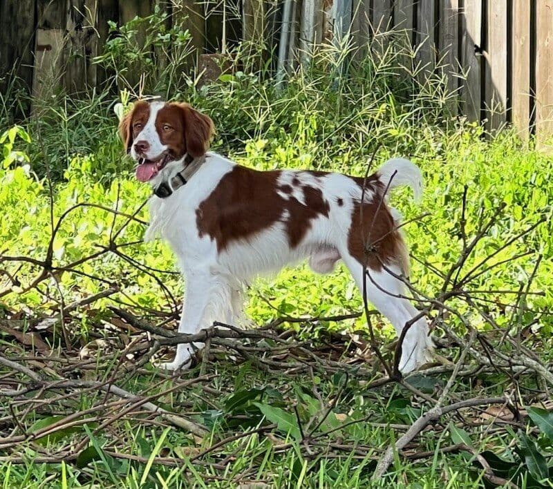 Brittany Puppy breeder image 2