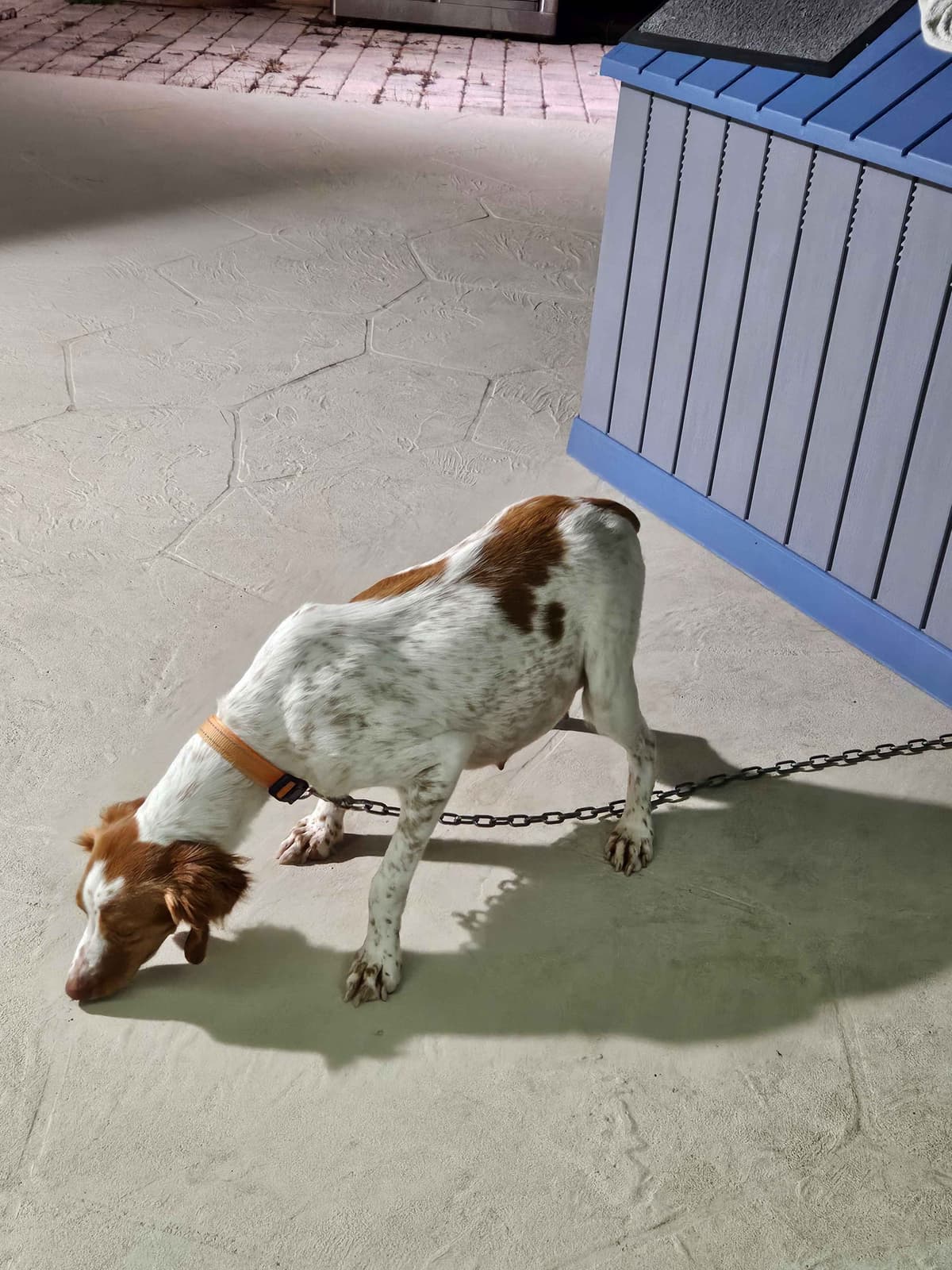 Brittany Puppy breeder image 3
