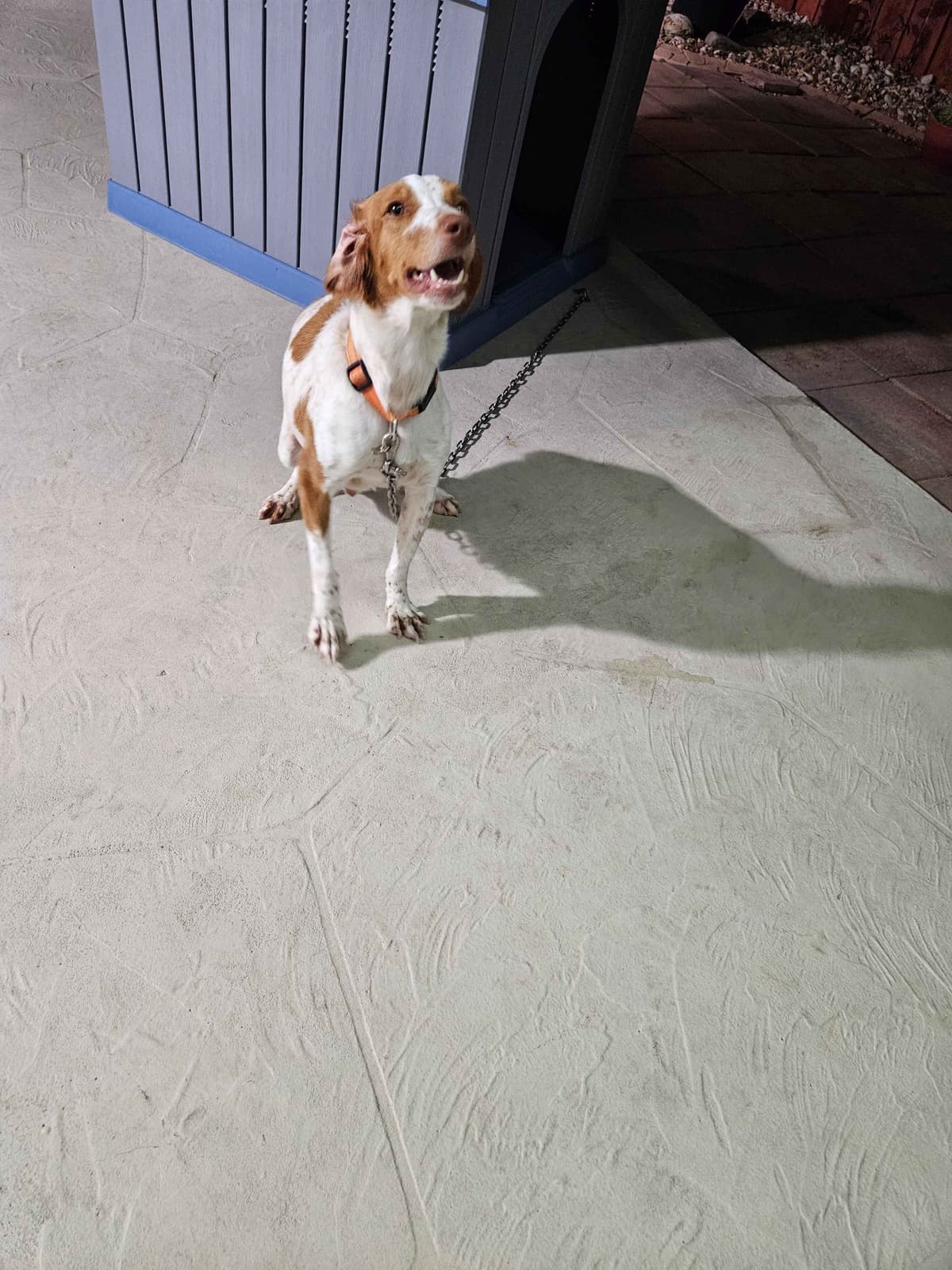 Brittany Puppy breeder image 4