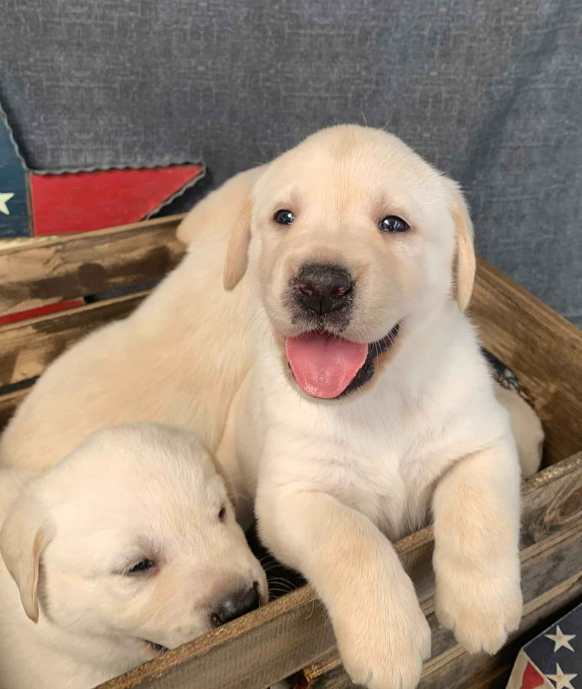 Labrador Retriever Puppies breeder image 5