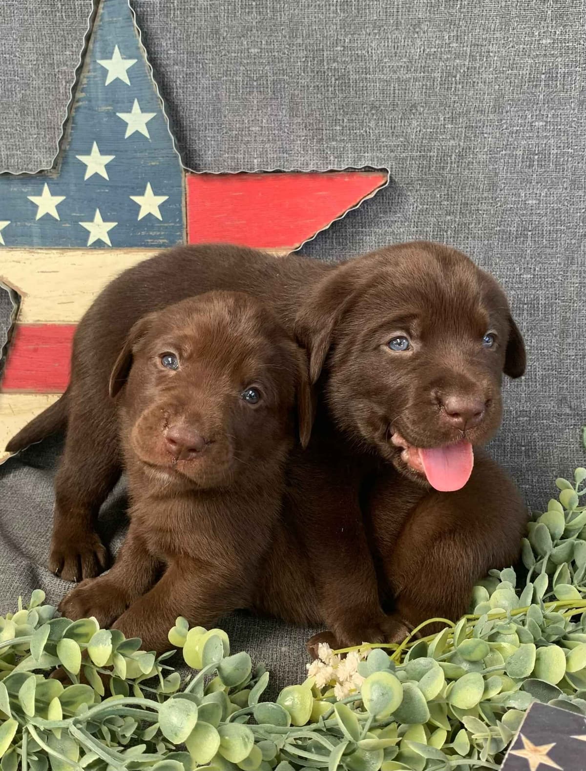 Labrador Retriever Puppies breeder image 6
