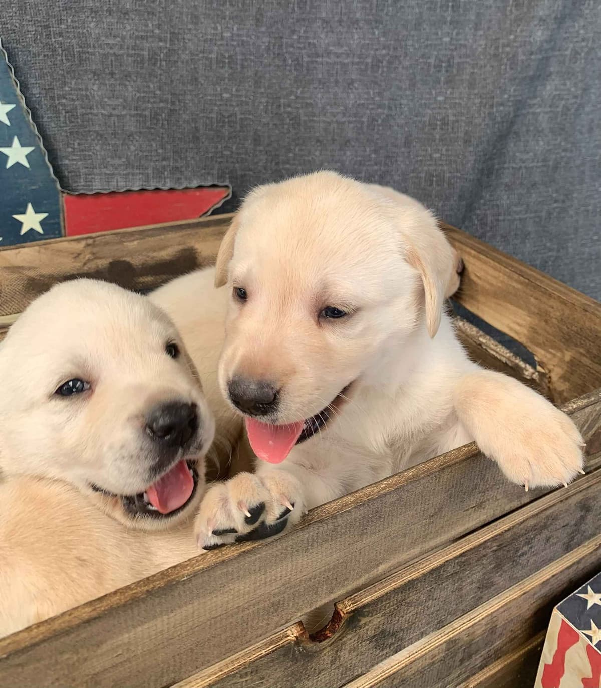 Labrador Retriever Puppies breeder image 7