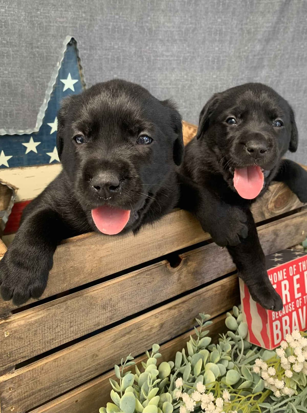 Labrador Retriever Puppies breeder image 8