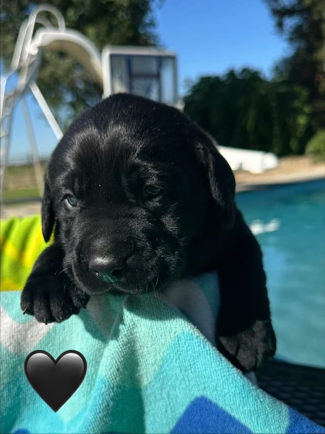 Labrador Retriever Puppies media 5