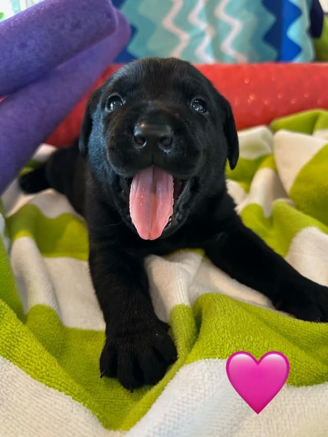 Labrador Retriever Puppies media 2