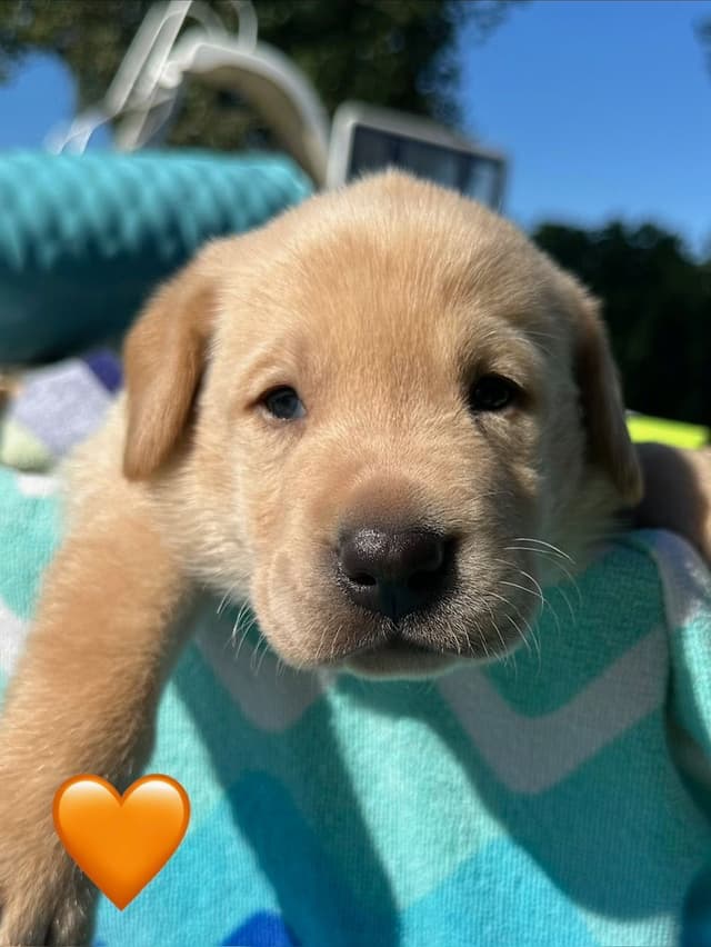 Labrador Retriever Puppies media 3