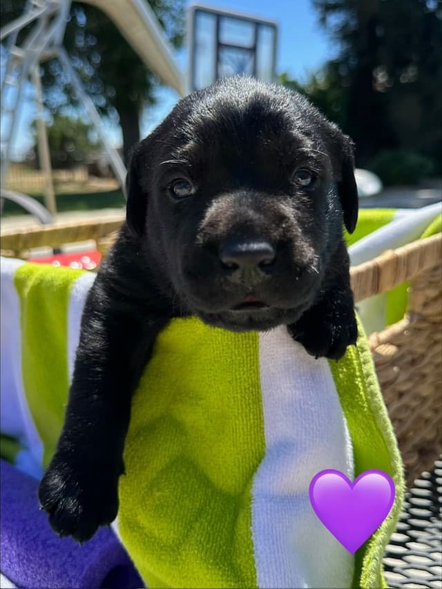 Labrador Retriever Puppies media 4