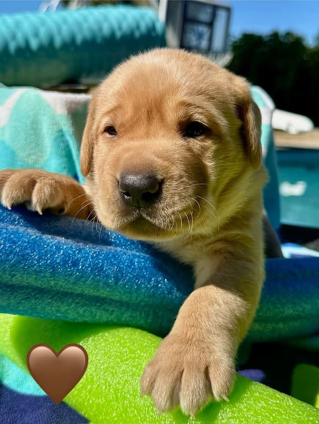 Labrador Retriever Puppies media 6