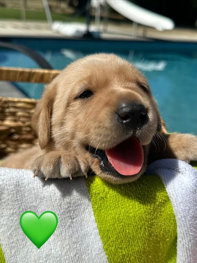 Labrador Retriever Puppies media 8