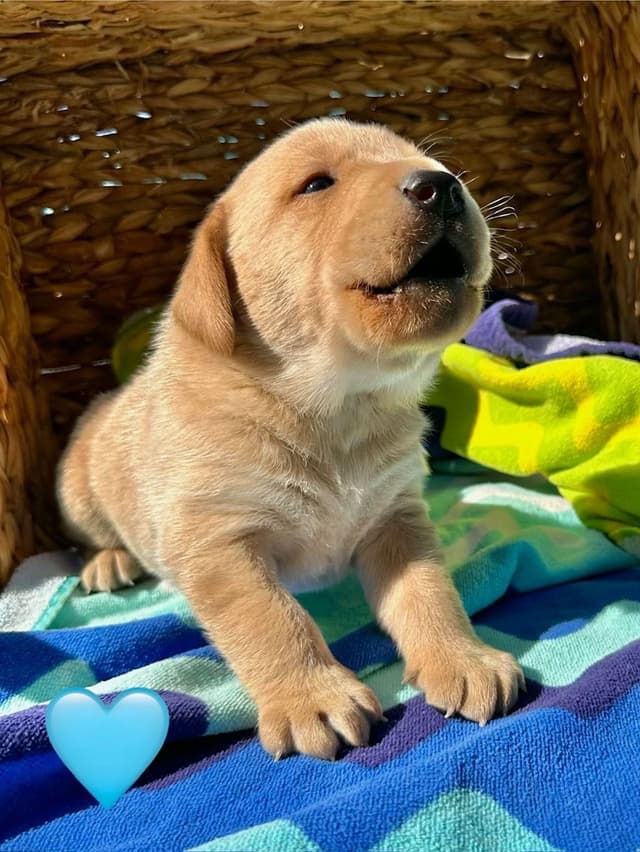 Labrador Retriever Puppies media 7