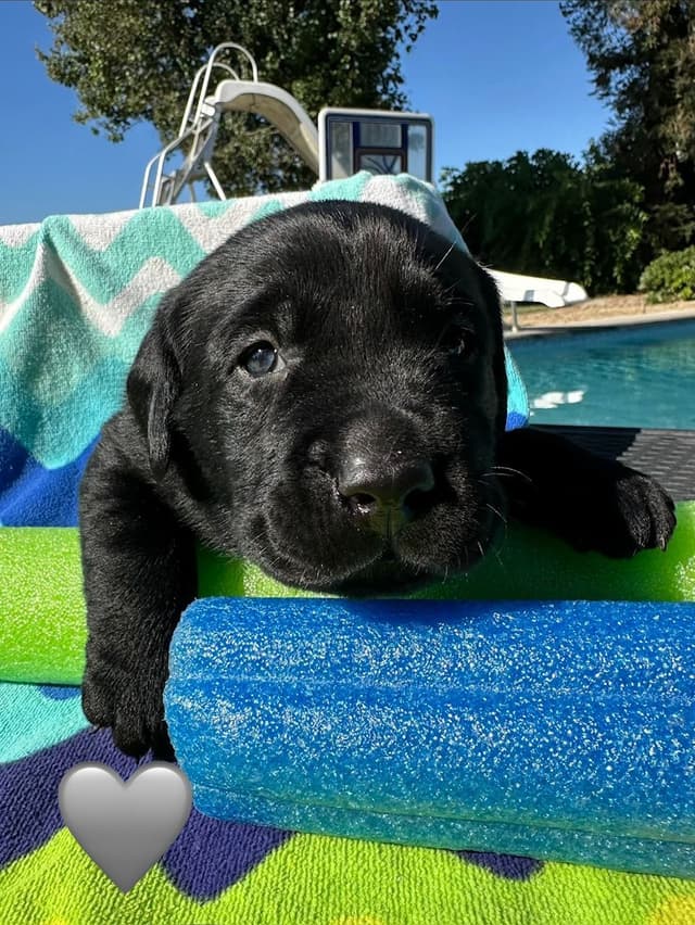 Labrador Retriever Puppies media 9