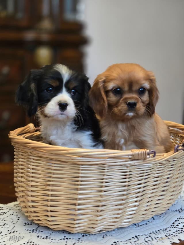 Cavalier King Charles Spaniel Puppies media 2