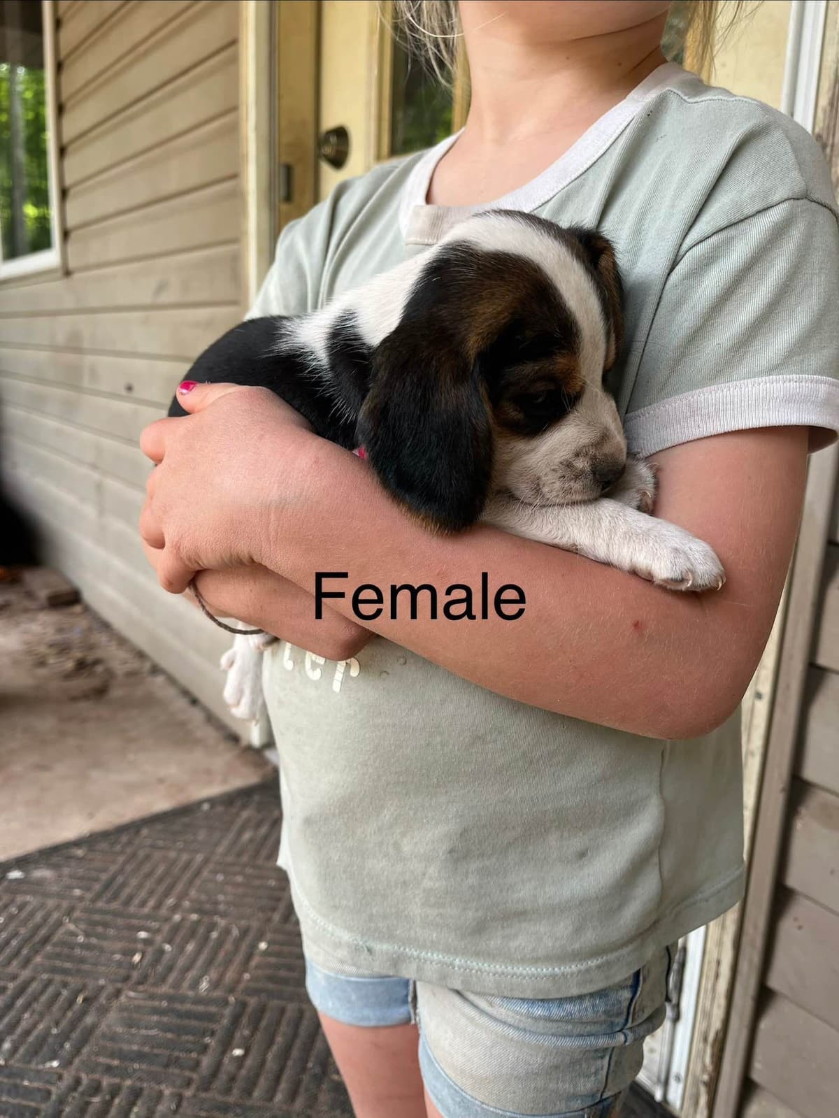 Beagle Puppies breeder image 2