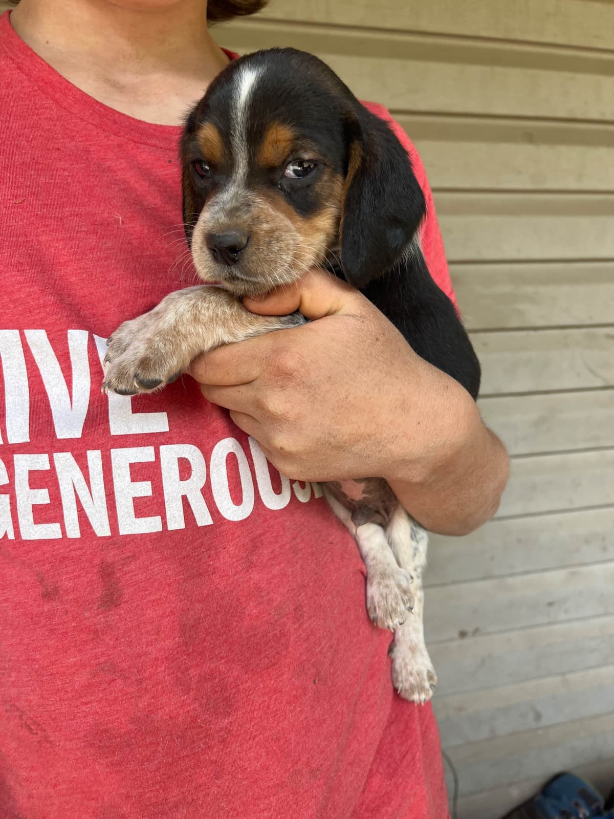 Beagle Puppies breeder image 4