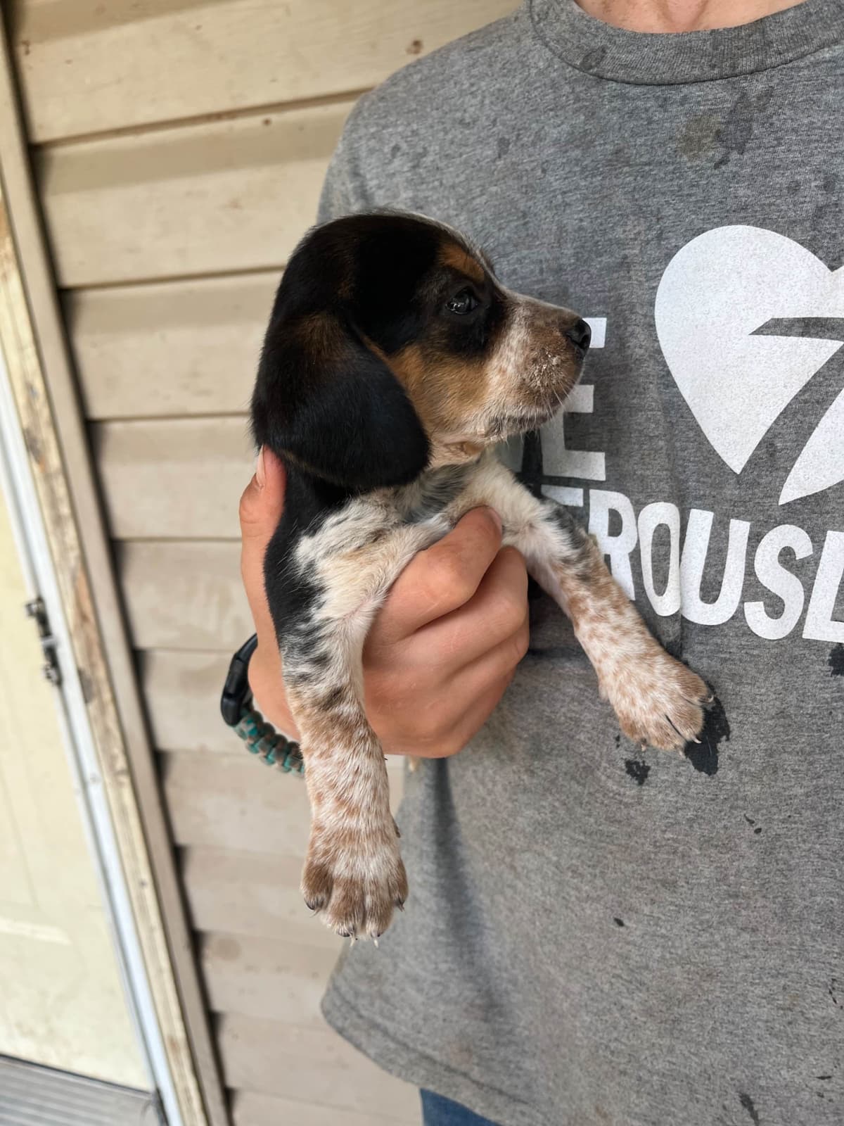 Beagle Puppies breeder image 5