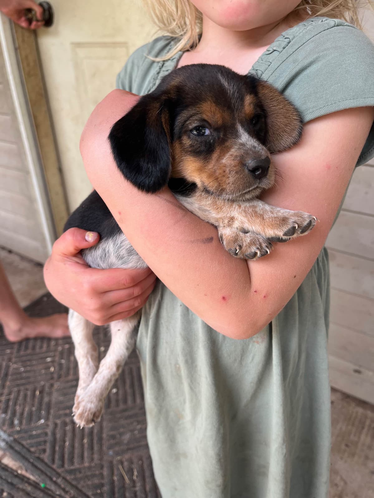 Beagle Puppies breeder image 6