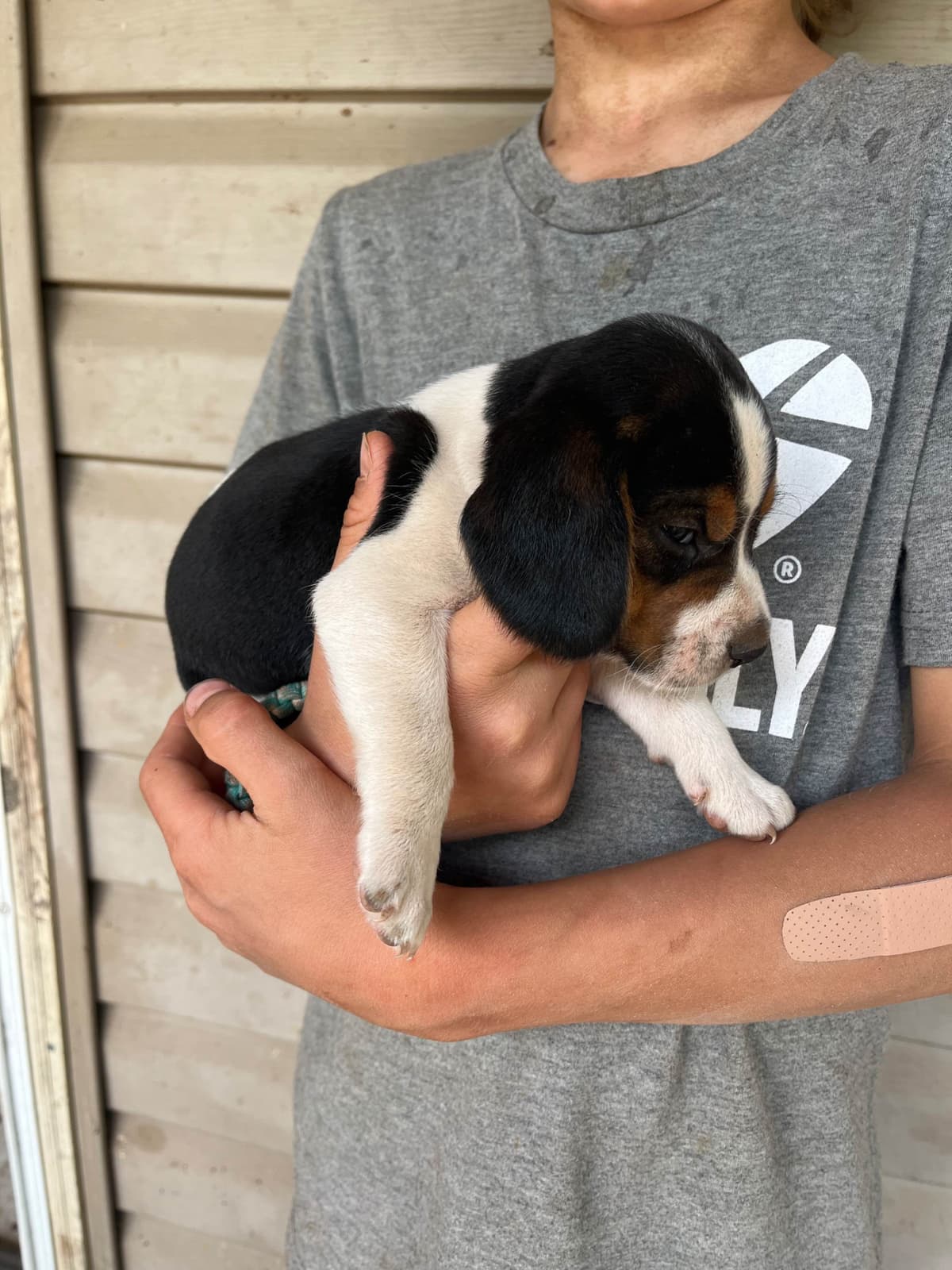Beagle Puppies breeder image 7