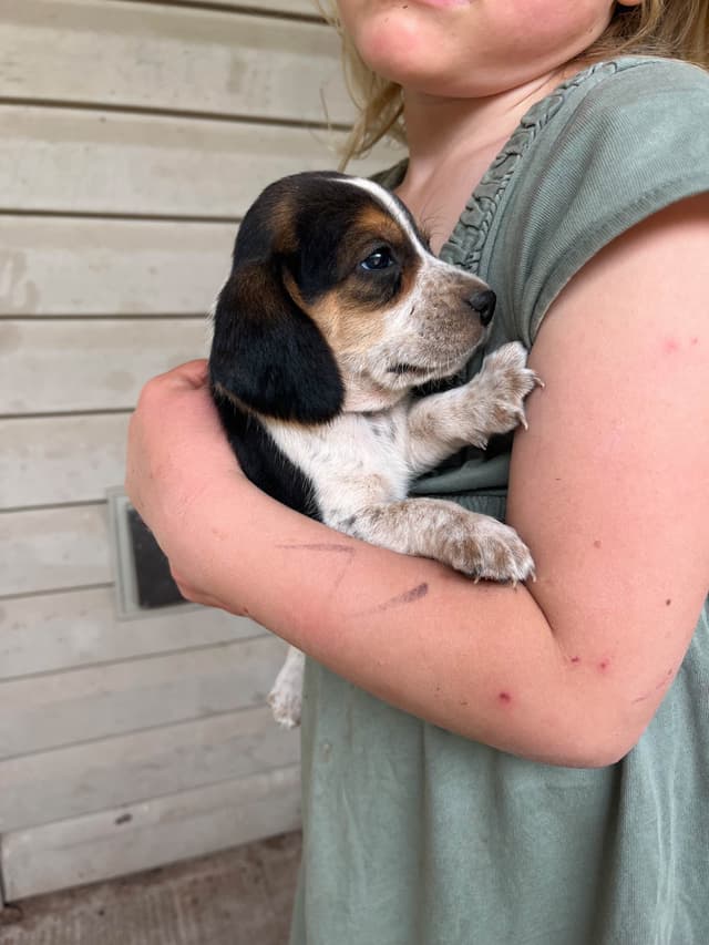 Beagle Puppies media 2
