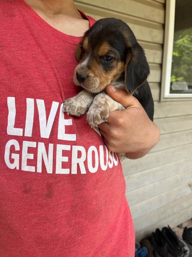 Beagle Puppies media 6