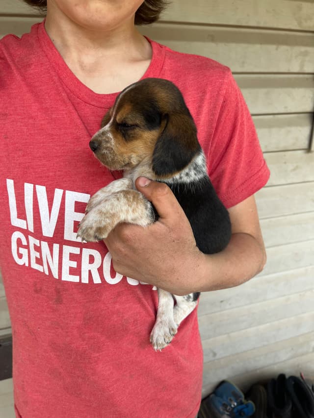 Beagle Puppies media 7