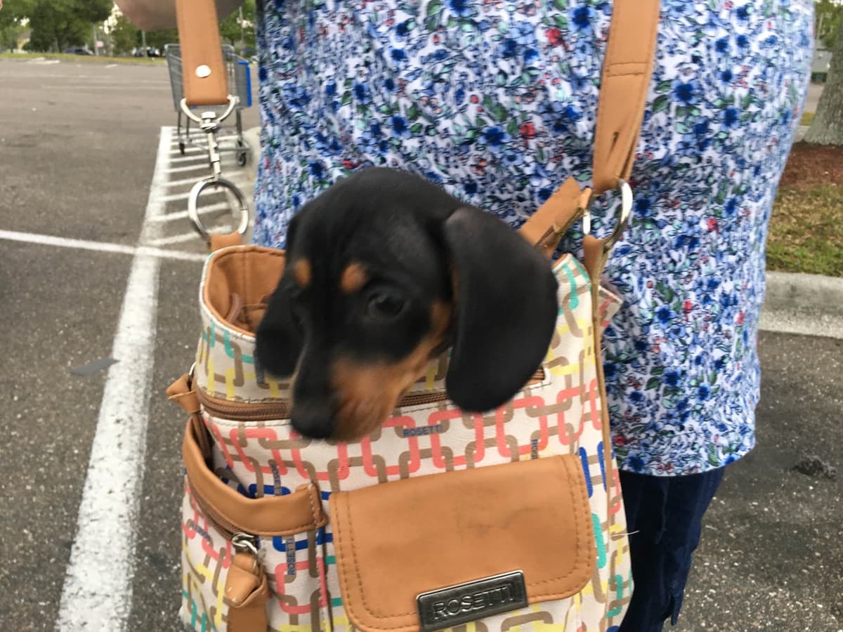 Cute & Licky Mini-Dachshund Puppies breeder image 1