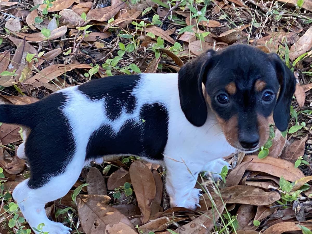 Cute & Licky Mini-Dachshund Puppies breeder image 2