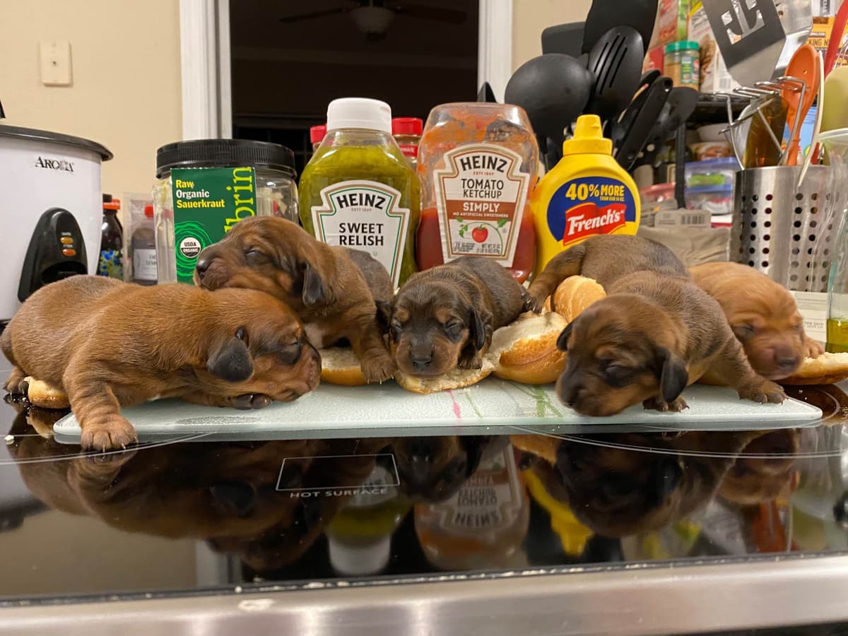 Cute & Licky Mini-Dachshund Puppies breeder image 3